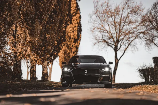 Kasino Lion Wins Android/iOS Sovellus